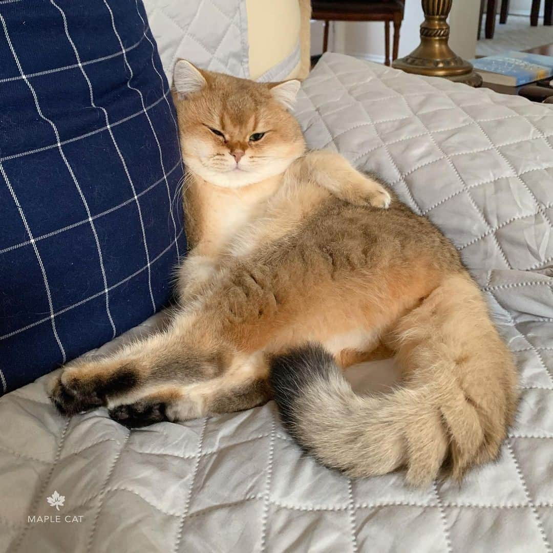 Aww Clubさんのインスタグラム写真 - (Aww ClubInstagram)「That awkward period of time between Christmas and New Years where nothing is realistically gonna get done⠀ ⠀ 📷@maple.cat⠀ ⠀ #meowed #maplecat #2021 #mood #BSH #Britishshorthair」12月31日 2時00分 - meowed