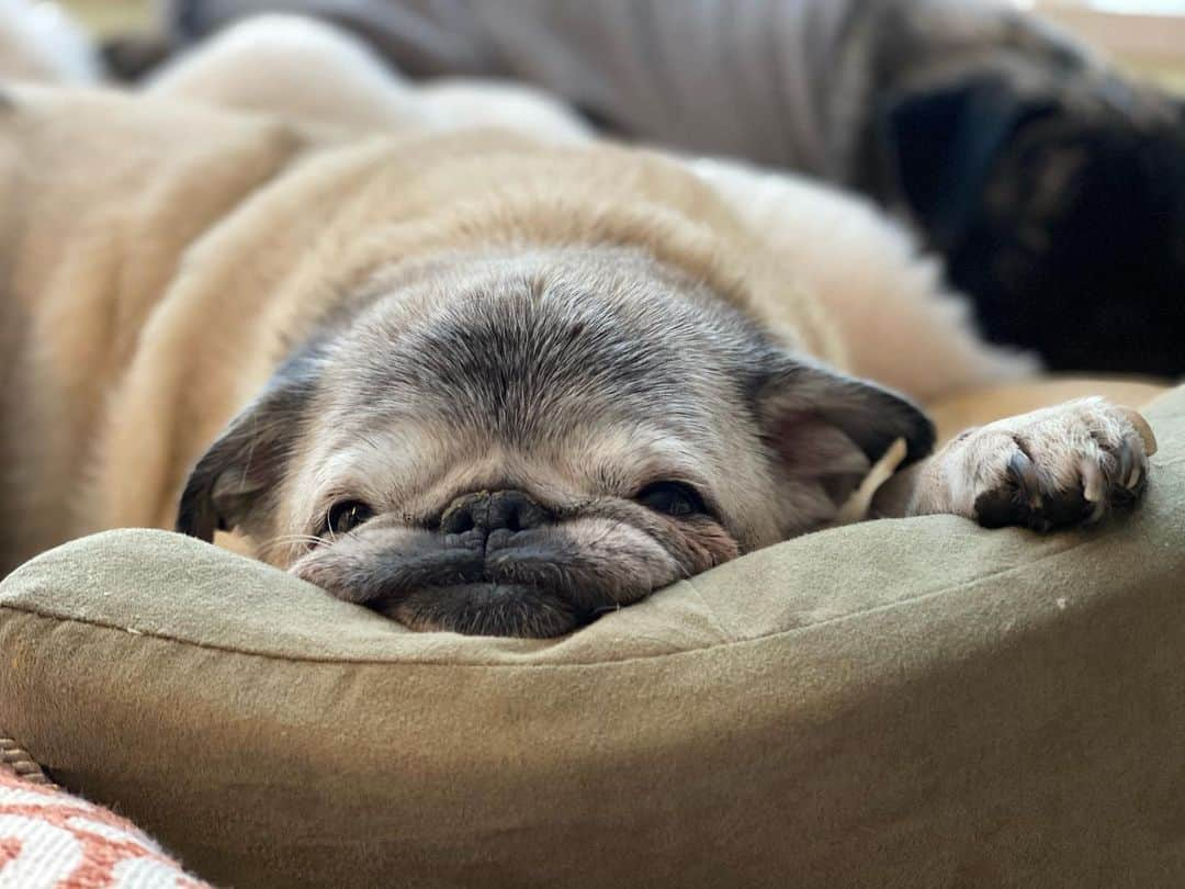 pugsofinstagramさんのインスタグラム写真 - (pugsofinstagramInstagram)「Tonka has taken napping to a new level today.  . . . . . . . . #nap #pugs #pugsofinstagram #mops #winter #seniorpugsofinstagram #pugrescue #holiday #パグ #vacation #dog #pet #pug #seniordog」12月31日 2時16分 - pugsofinstagram