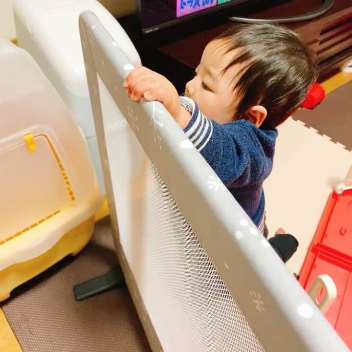 桜 稲垣早希のインスタグラム：「ふとつたい歩き出来るようになってました😆普段日中暴れ回るからつたい歩き以上のアクロバティックさなのでこういう地味な動き見逃してたかもしれませんw #生後10ヶ月男の子 #成長ゆっくりでも着実に #毎回拍手喝采 #投げられた哺乳瓶が無残」