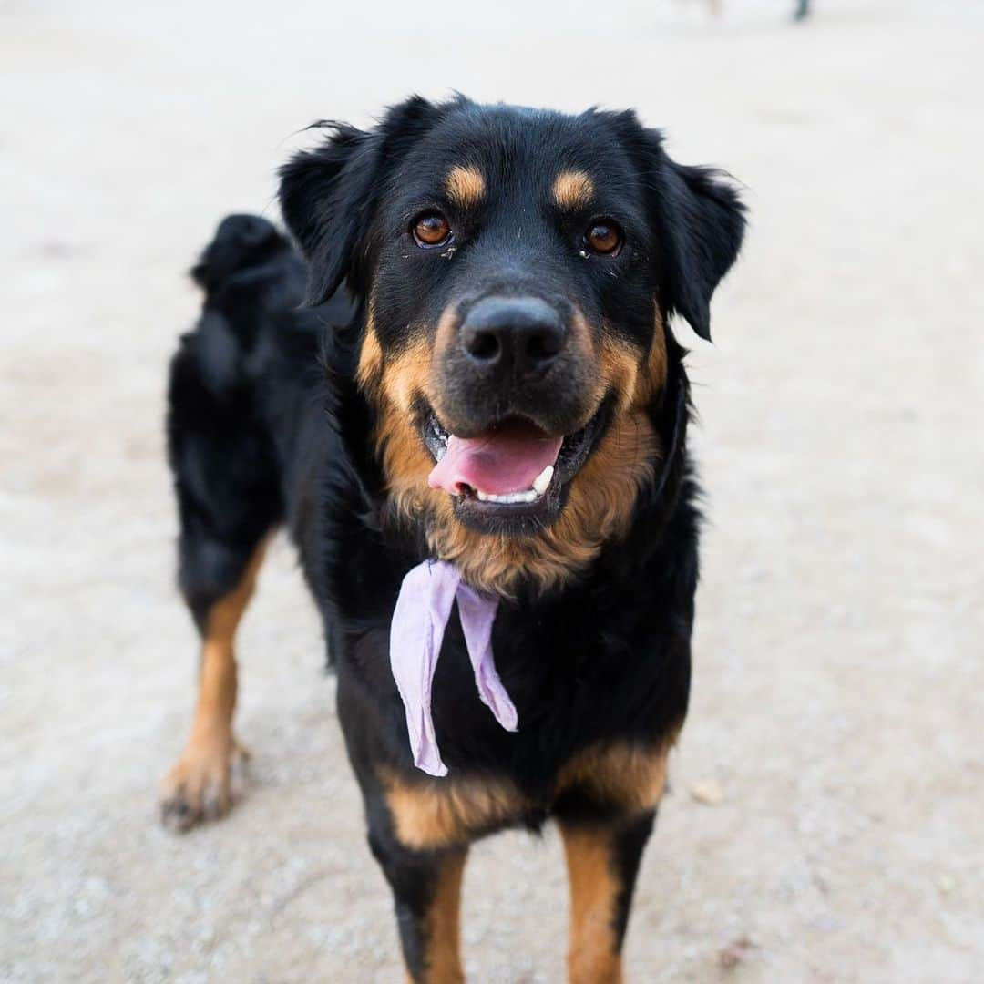 The Dogistさんのインスタグラム写真 - (The DogistInstagram)「Honey, Rottweiler mix (2 y/o), Washington Square Park, New York, NY • “Big squirrel girl and scared of the oven. It’s very vast and dark. She doesn’t understand it.” A rescue from @heartsandbonesrescue」12月31日 2時51分 - thedogist