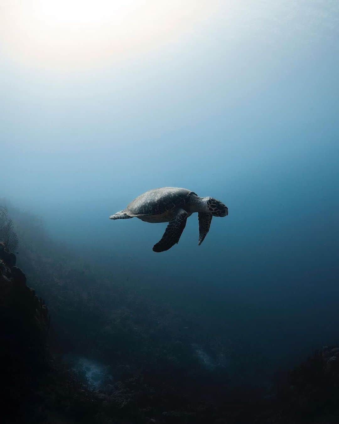 Canon Photographyさんのインスタグラム写真 - (Canon PhotographyInstagram)「A sea turtle near the Cayman Islands.  Photography // @caymanjason Curated by @steffeneisenacher  #caymanislands #caymanisland #unterwaterphotography #oceanphotography #marinewildlife」12月31日 3時03分 - cpcollectives