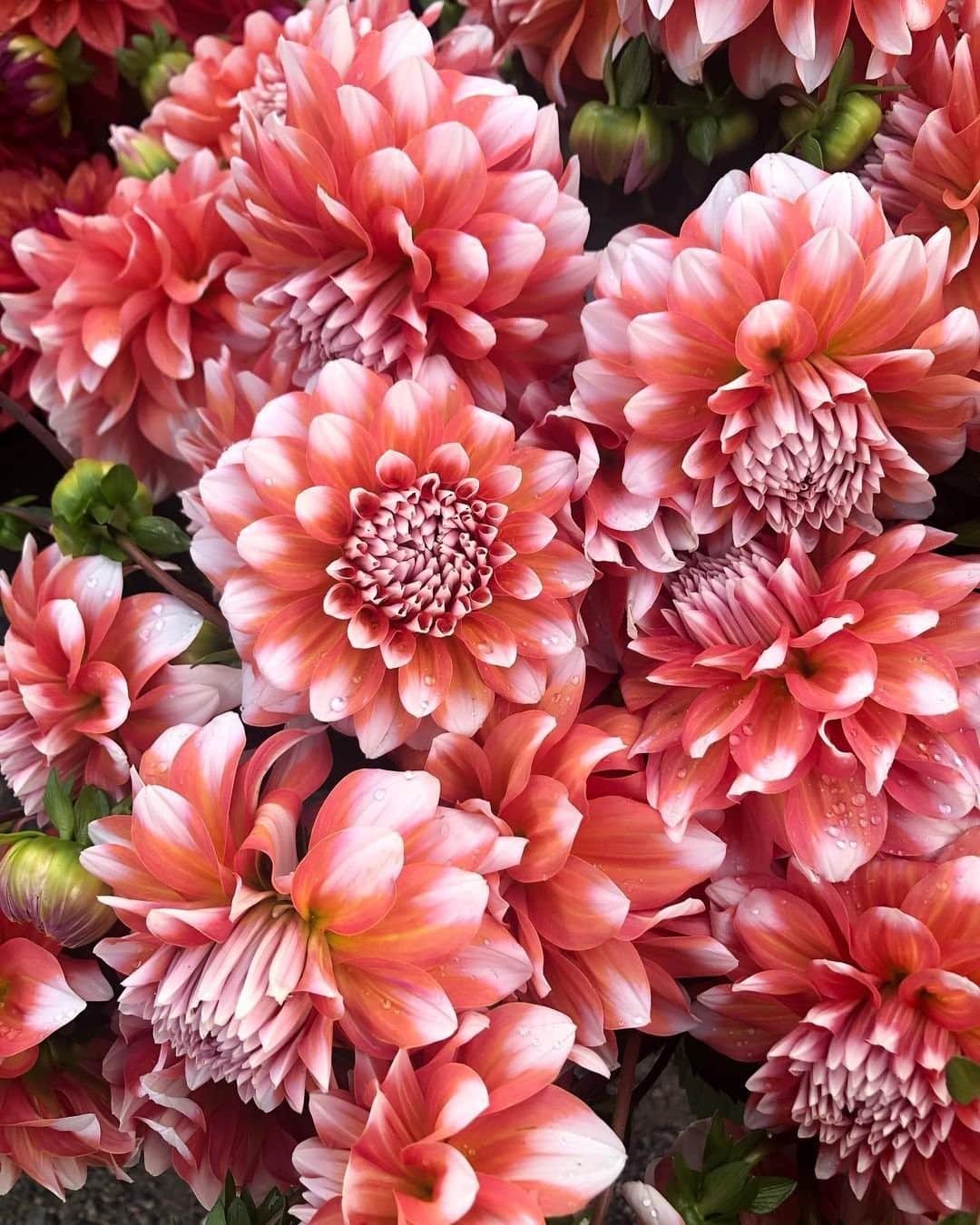のインスタグラム：「No doubt, this was a difficult year – but I’d love to focus on what sparked joy for you in 2020. Let me know in the comments below! Photo by @fiveforkfarms.」