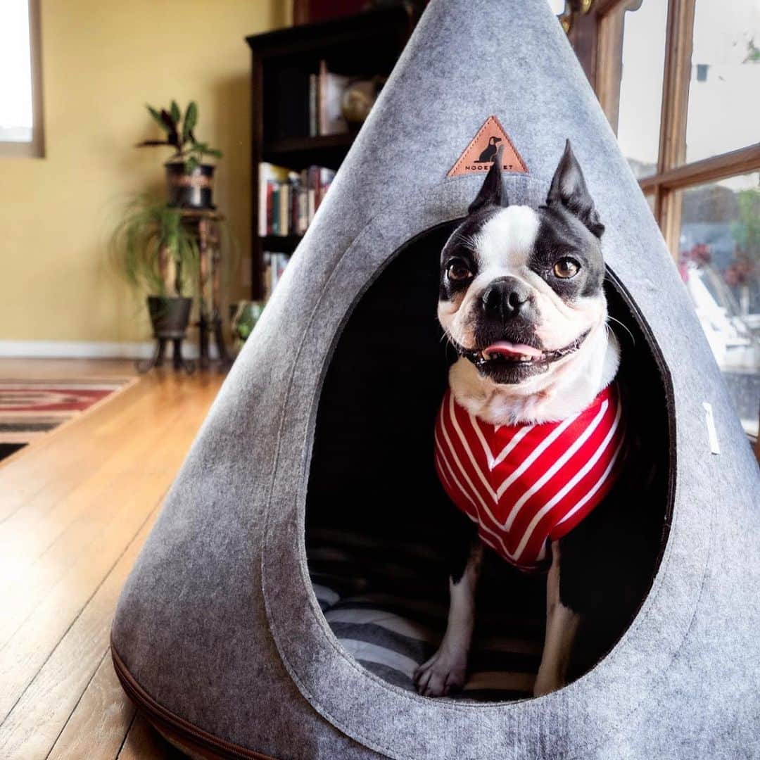 DogsOf Instagramさんのインスタグラム写真 - (DogsOf InstagramInstagram)「Announcing our 2020 Pet Product of the Year! ✨ The Flannel Teepee Pet Tent from @muttropolis is a perfect cozy hideaway for your dog that’s comfortable, cute, and easy to clean. It can also be rolled up into a convenient bag allowing you to carry a familiar spot for your dog wherever you go. This was certainly a difficult year for all of us, and thank goodness we had our pets to bring a smile to our faces. Swipe ➡️ to see @maggielovesorbit having a blast in their Teepee Tent!    Comes in small, medium, large, and extra large for pups of all sizes. Head to the link in our bio to grab your pet’s Teepee Tent today! ✨  📸: @maggielovesorbit   #dogsofinstagram #productoftheyear #petproductoftheyear #muttropolis #productoftheyear2020」12月31日 4時18分 - dogsofinstagram