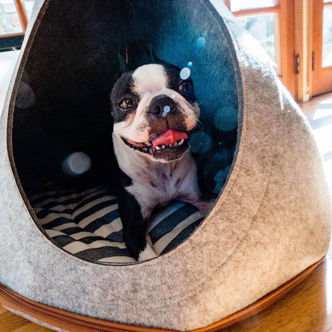 DogsOf Instagramさんのインスタグラム写真 - (DogsOf InstagramInstagram)「Announcing our 2020 Pet Product of the Year! ✨ The Flannel Teepee Pet Tent from @muttropolis is a perfect cozy hideaway for your dog that’s comfortable, cute, and easy to clean. It can also be rolled up into a convenient bag allowing you to carry a familiar spot for your dog wherever you go. This was certainly a difficult year for all of us, and thank goodness we had our pets to bring a smile to our faces. Swipe ➡️ to see @maggielovesorbit having a blast in their Teepee Tent!    Comes in small, medium, large, and extra large for pups of all sizes. Head to the link in our bio to grab your pet’s Teepee Tent today! ✨  📸: @maggielovesorbit   #dogsofinstagram #productoftheyear #petproductoftheyear #muttropolis #productoftheyear2020」12月31日 4時18分 - dogsofinstagram