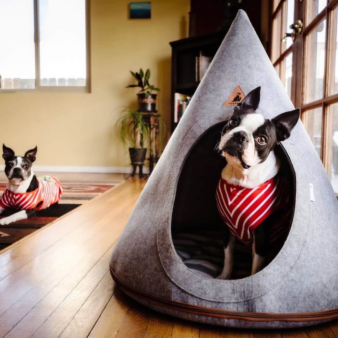 DogsOf Instagramのインスタグラム：「Announcing our 2020 Pet Product of the Year! ✨ The Flannel Teepee Pet Tent from @muttropolis is a perfect cozy hideaway for your dog that’s comfortable, cute, and easy to clean. It can also be rolled up into a convenient bag allowing you to carry a familiar spot for your dog wherever you go. This was certainly a difficult year for all of us, and thank goodness we had our pets to bring a smile to our faces. Swipe ➡️ to see @maggielovesorbit having a blast in their Teepee Tent!    Comes in small, medium, large, and extra large for pups of all sizes. Head to the link in our bio to grab your pet’s Teepee Tent today! ✨  📸: @maggielovesorbit   #dogsofinstagram #productoftheyear #petproductoftheyear #muttropolis #productoftheyear2020」