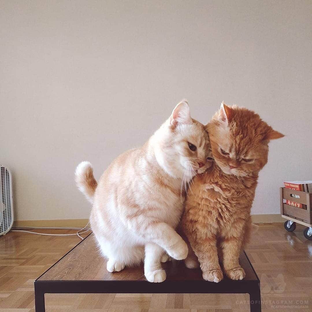 Cats of Instagramさんのインスタグラム写真 - (Cats of InstagramInstagram)「From muffin_the_munchkin: “がリポストしてくれたのをリポストしました まとまってると見やすいな ありがとう” #catsofinstagram」12月31日 4時39分 - cats_of_instagram