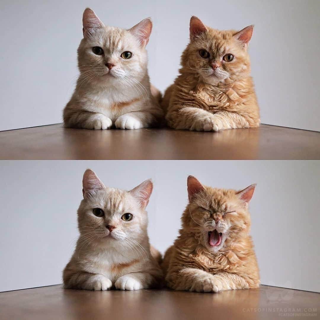 Cats of Instagramさんのインスタグラム写真 - (Cats of InstagramInstagram)「From muffin_the_munchkin: “がリポストしてくれたのをリポストしました まとまってると見やすいな ありがとう” #catsofinstagram」12月31日 4時39分 - cats_of_instagram