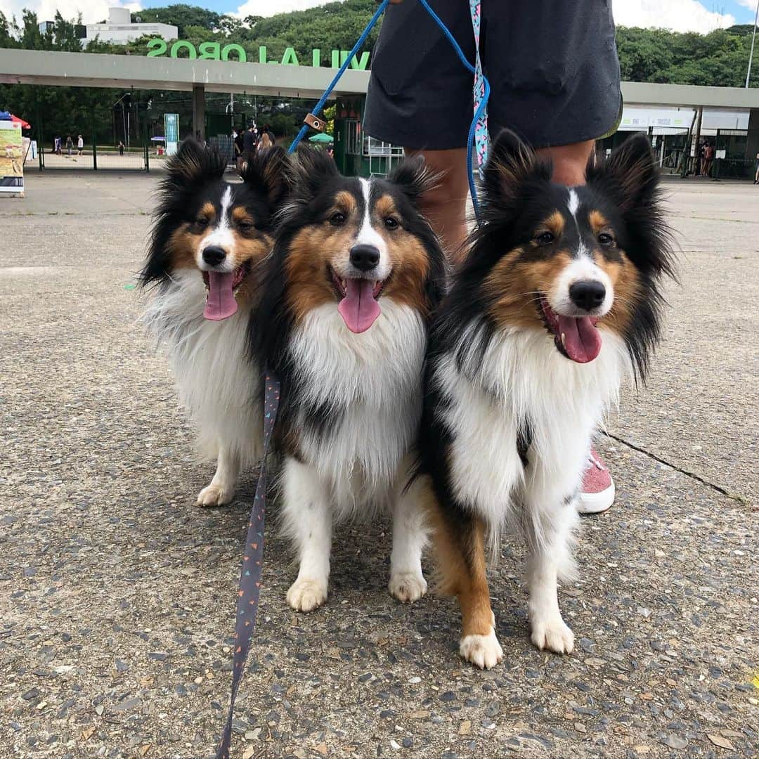 アルトゥール・オヤカワ・マリアノのインスタグラム：「Rio, Tokyo e Rita Lee ❤️❤️🐶🦊 #dog #pastor #sheltie」