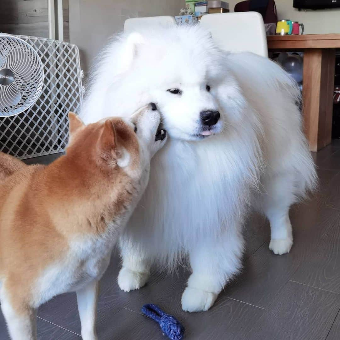 Alex Toのインスタグラム：「😄😄😄 #cute #dog #doglover #dogsofinstagram #dogoftheday #dogofthedayjp #dogstagram #fluffy #hkig #hongkong #ilovemydog #instadog #instagood #instamood #instagraphy #shibainu #samoyedoninstagram #pet #petlovers #petsofinstagram #petstagram #photooftheday #puppy #pupsofinstagram #samoyed #samoyedsofinstagram #webstagram #犬 #サモエド」