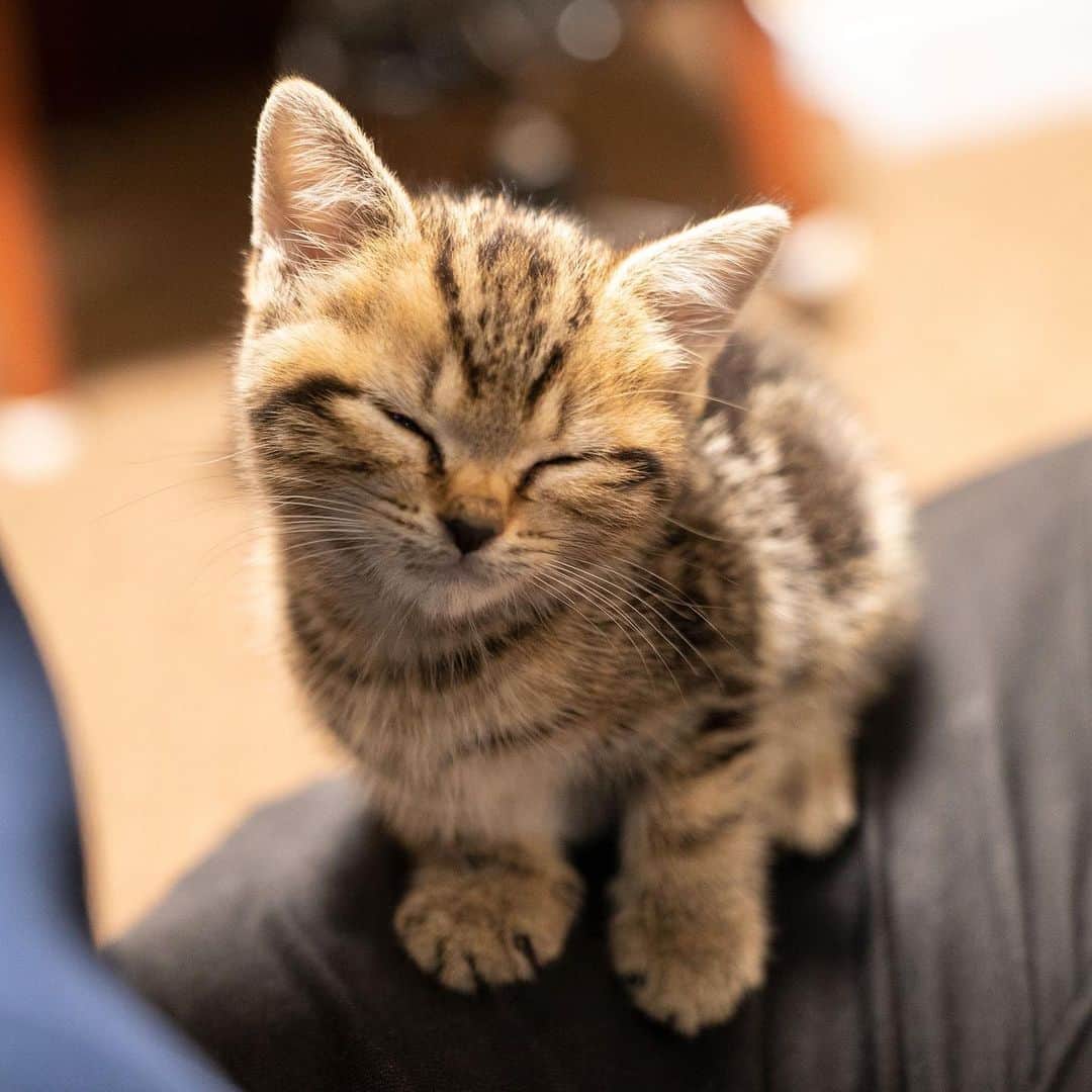 チョコレートカカオのインスタグラム：「Thank you for all your help in this year. I wish you good luck for the next year ! ∴∵ゞ(´ω`*)♪  #cat #cats #catlover #cats_of_instagram」