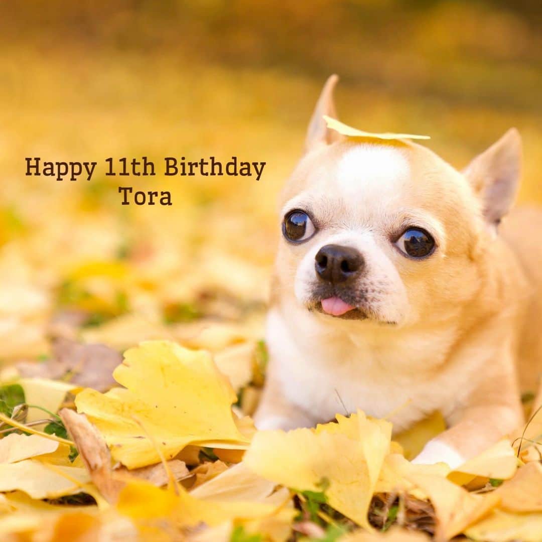 Kiyoのインスタグラム：「♔ Tora ♔ Happy 11th Birthday Tora 12月30日はトラの11歳の誕生日でした㊗️ ♔ トラは7歳の時に心雑音が見つかって それからお薬の生活が始まりましたが おかげさまで一年一年なんとか頑張ってこれました😊 ♔ 来年も変わらず無事に 12歳の誕生日を迎えられますように✨ ♔ #puppy#puppies#puppiesofinstagram#dog#dogs#dogsofinstagram#dogstagram#doglover#dogsofinstaworld#dog_features#instadog#instagramdogs#ilovemydog#chihuahua#chihuahuasofinstagram#chihuahualove#chihuahualife#dogsofbark#weeklyfluff#barked#animalsco#IGersJP#instagramjapan#todayswanko#pecoいぬ部#チワワ部#チワワ#スムチー#和歌山城 ♔」