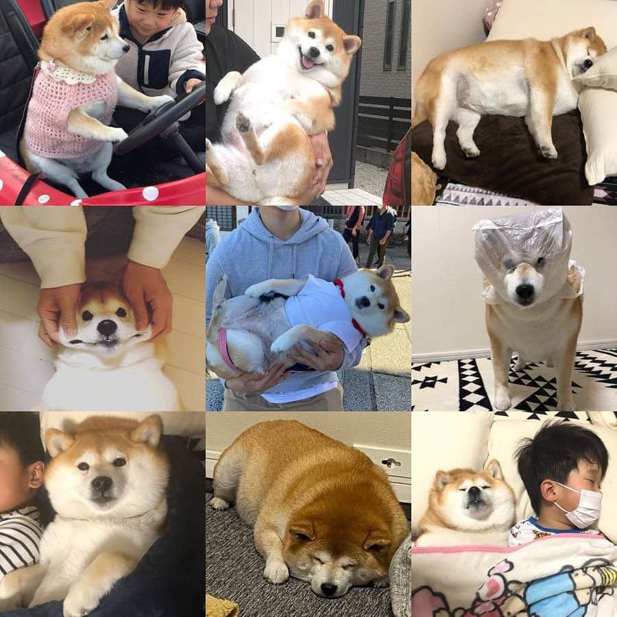 のインスタグラム：「✩.*˚ 今年1年は世間も私個人的にも『病』の1年でした。 健康がどれだけ幸せな事なのか… あたりまえの事があたりまえではないんだなぁ〜って。 ✩.*˚ 来年からライくんが小学生。 予定では来年ニット帽を卒業しようかと思っています。 ニット帽を作ってインスタが近い世界になって、人と距離が近くなった。 もちろん良い方はたくさんいるけど、何か嫌な部分をみてしまう事も多くなった。 ✩.*˚ お客さんとして出会い友達になるのはすごく難しい。 友達として出会いお客さんになるのもすごく難しい。 1人だけを特別扱いする事が他の人を傷つける事になったりね… ✩.*˚ だから、もうわかっているのにわからないふりをするのはやめようと思う。 ↑↑↑今年、学んだ事！！ なのでラスト1年、あと1年宜しくお願いいたします！！ ✩.*˚ そして、今年もありがとうございました！！ ✩.*˚ #さぁ買い物行くか #今日のご飯は何にしようかな  #柴犬いなり #柴 #しば #しばいぬ #日本犬 #いぬバカ部 #柴犬ライフ #サンデイ #犬 #pecoいぬ部 #shiba #shibainu  #shibadog  #shibarbucks #shibastagram #japanesedog #shibainulife」