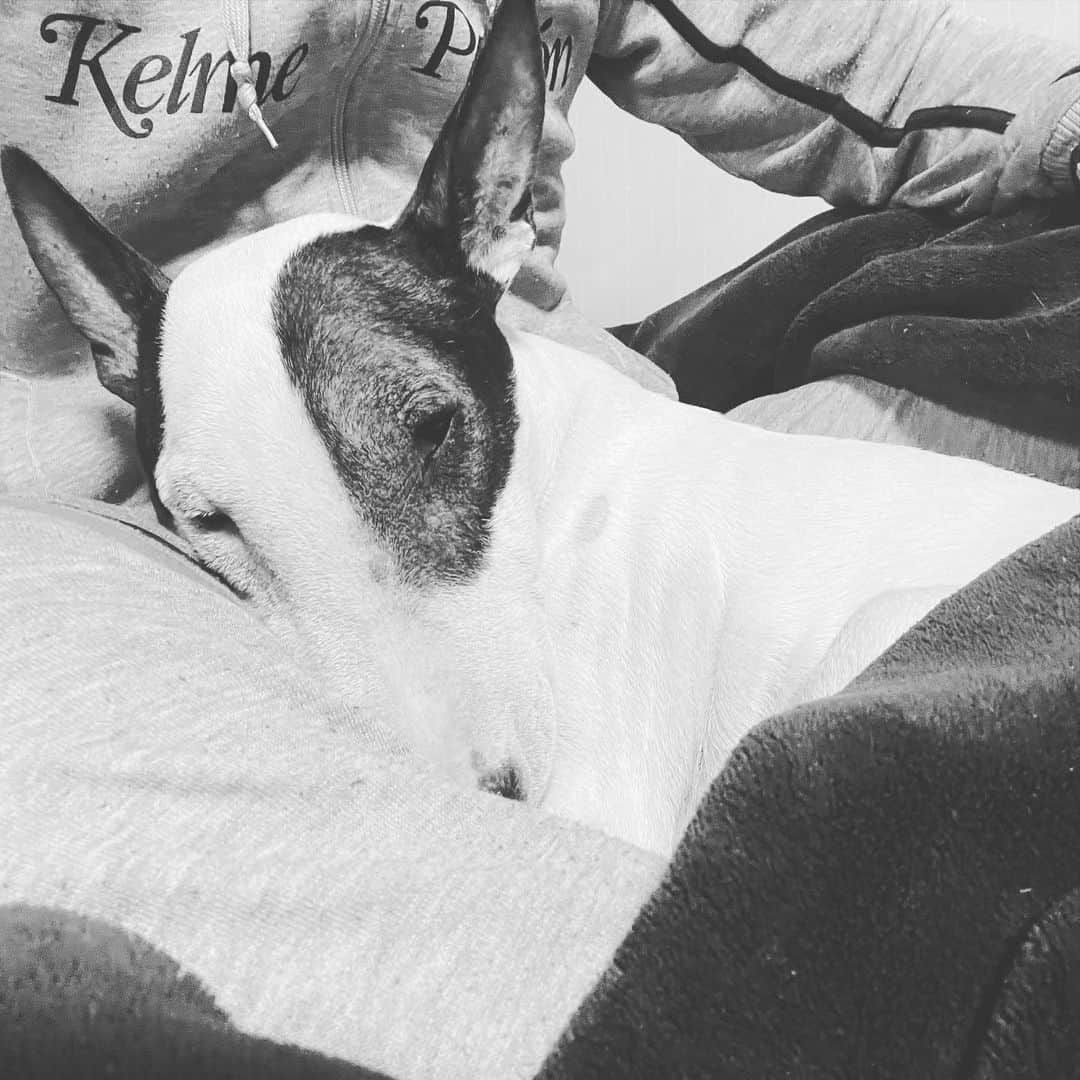 Q太郎さんのインスタグラム写真 - (Q太郎Instagram)「#minituru#bull#terrier#minibullterrier#miniturubullterrier#dog#dogstagram#cute#qtaro#love#family#ミニチュア#ブルテリア#ミニチュアブルテリア#Q太郎」12月31日 15時32分 - qtaro.jun