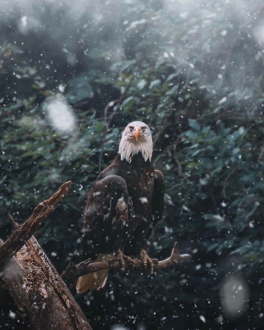 FOLKのインスタグラム：「Only one more daily favorites of 2020. Tag someone who needs to see today’s: 1.) @kyle.fredrickson 2.) @michielpieters 3.) @elivosk 4.) @robinxbenjamin 5.) @monascherie 6.) @bastifbr」