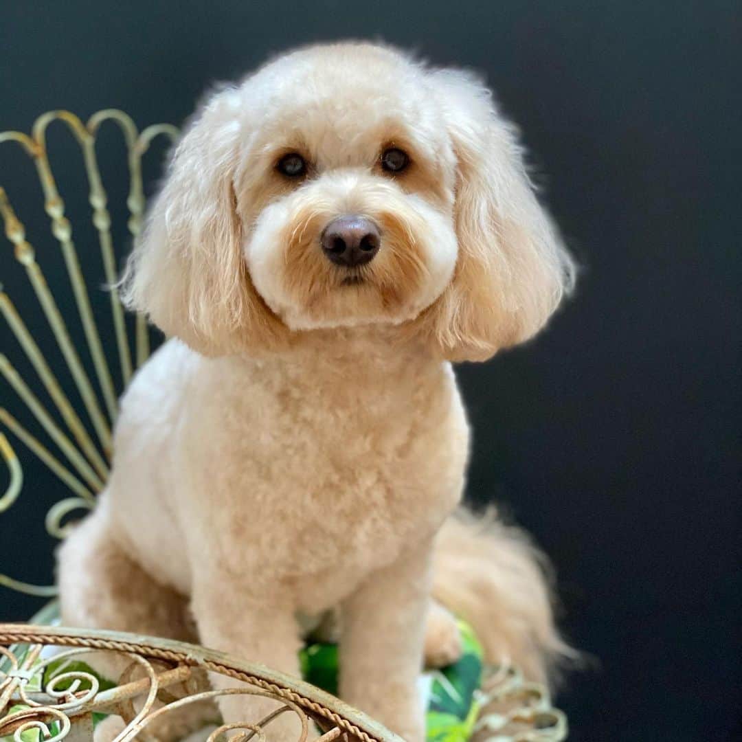 Dogs by Ginaのインスタグラム：「We’re taking the rest of the year off! See you in 2021 ✨💓   We will resume normal hours starting Tuesday Jan 5」