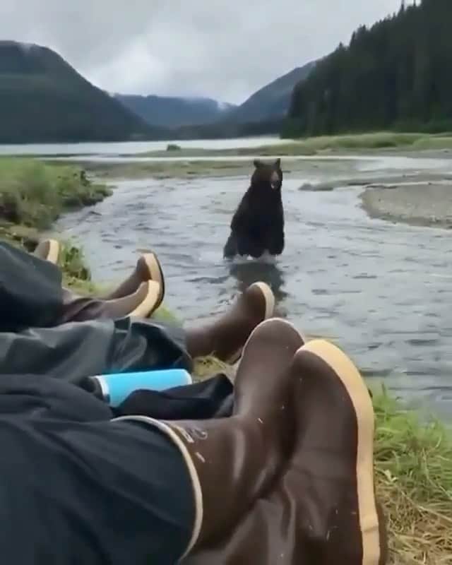 WildLifeのインスタグラム：「Brown bears gives these guys an adrenaline rush! Video by @KenzieSchultz at Admiralty Island, #Alaska.」