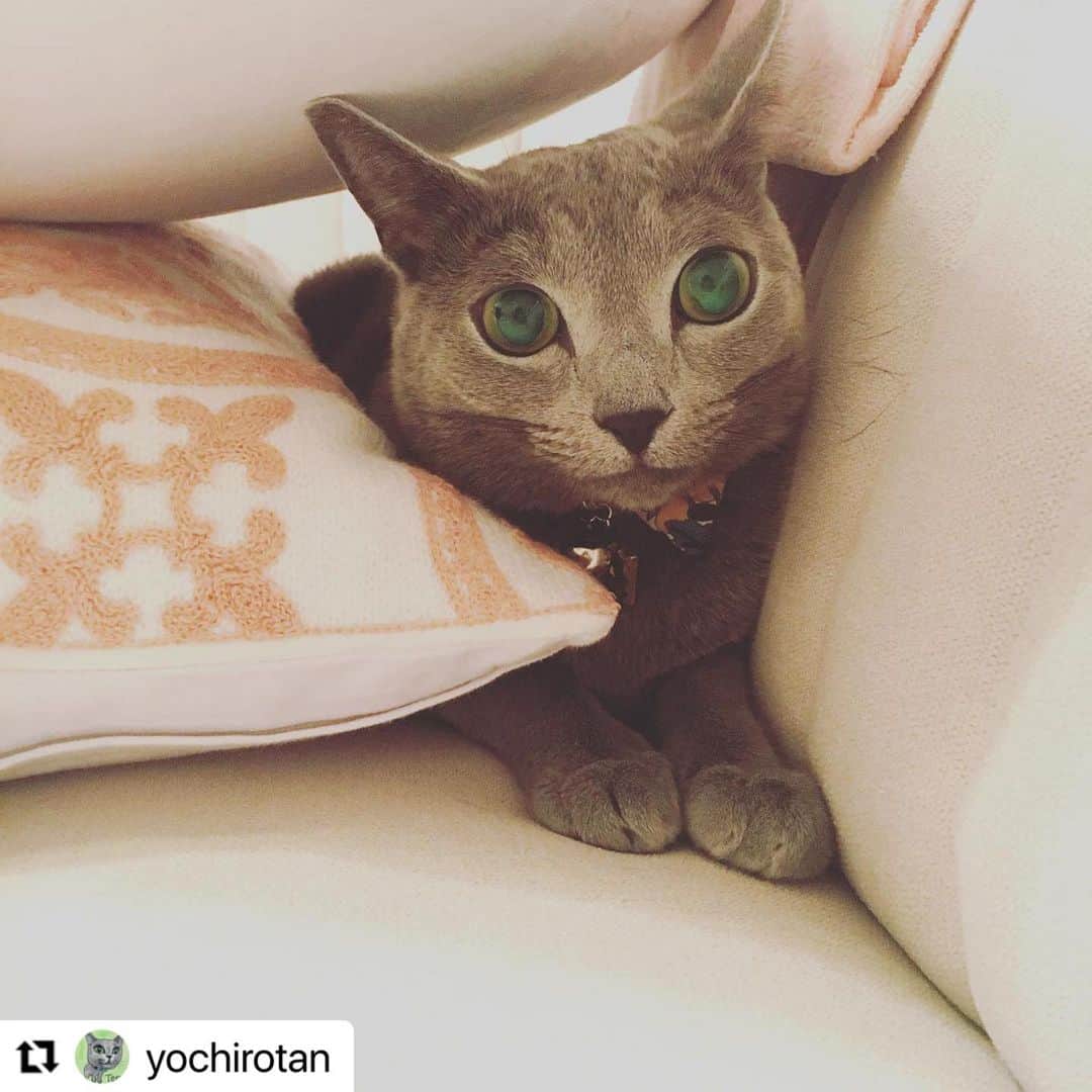 【公式】いぬのきもち・ねこのきもちのインスタグラム：「#Repost @yochirotan さんのてんくん。  ママとかくれんぼ。  上手にかくれてる つもり。  お尻、 見えちゃってる みたいだよ😁  ハッシュタグ #いぬのきもち #ねこのきもち に投稿いただいた可愛い写真をご紹介しています！ 「いぬのきもちWEB　MAGAZINE」、「ねこのきもちWEB MAGAZINE」でもご紹介させていただくことも！  -------------------   #ねこ #猫  #ねこすたぐらむ #ねこのきもち #ねこ好き #ねこと暮らす #ねこ好きさんと繋がりたい #猫好きな人と繋がりたい #猫がいる生活 #猫と暮らす#猫好き #cat #catstagram #catsofinstagram #cats_of_instagram  #russianblue #ロシアンブルー」