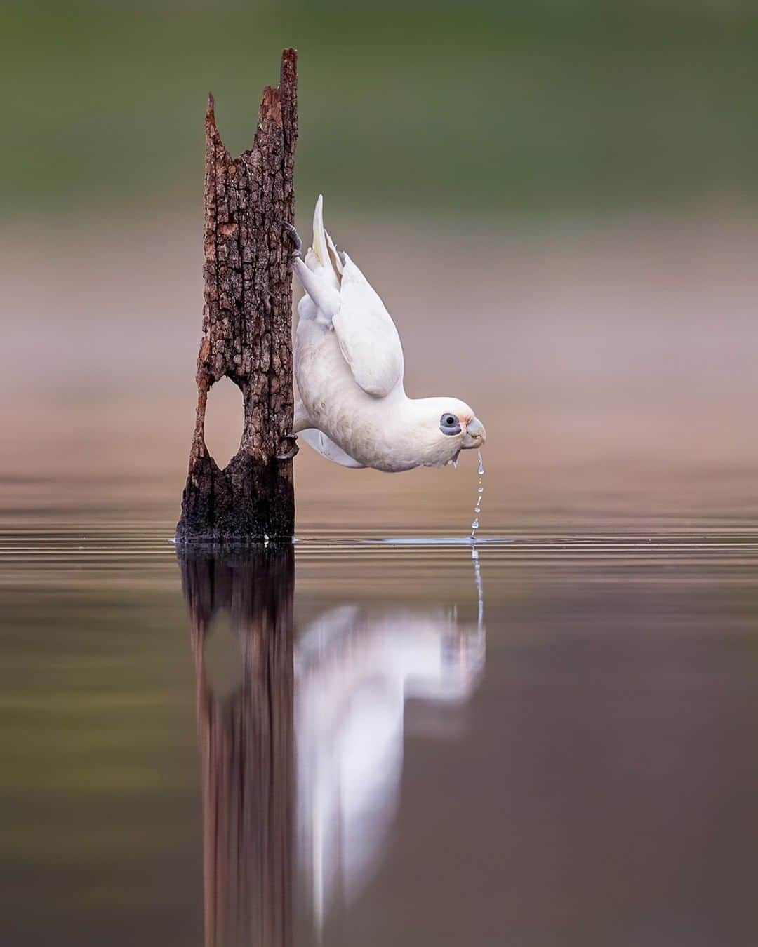 Nikon Australiaさんのインスタグラム写真 - (Nikon AustraliaInstagram)「2020 has certainly been a year to remember! Despite everything, we’ve seen some exceptional work captured and shared amongst the Nikon community. From raging storms to the smallest of insects, hugging penguins and birds who look to have given up on the year (he’s fine!) it’s certainly been a year to remember.   As we welcome 2021, we hope you enjoy some of our favourite images shared over the past 12 months.   #Nikon #MyNikonLife #NikonAustralia #HappyNewYear」12月31日 8時00分 - nikonaustralia