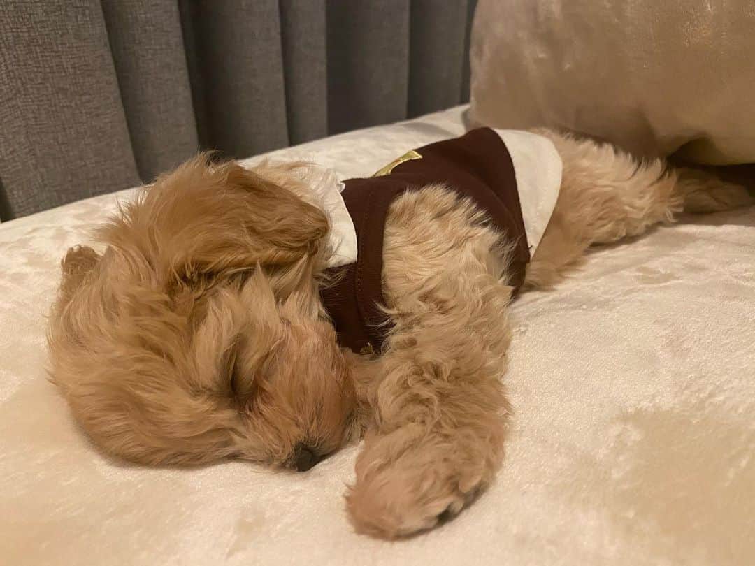 吉川陽多のインスタグラム：「. 🧸」