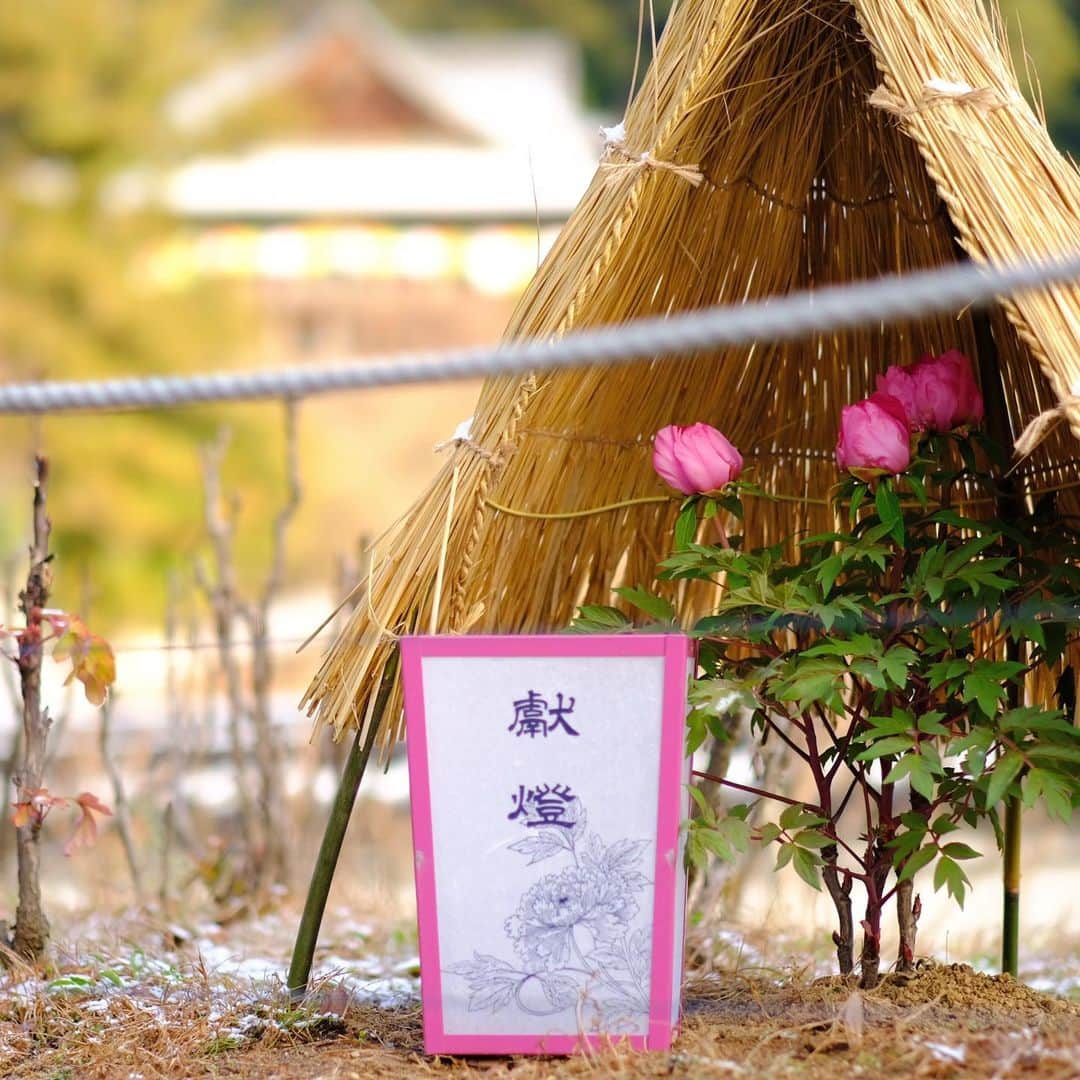 奈良 長谷寺 / nara hasederaのグルメインスタ