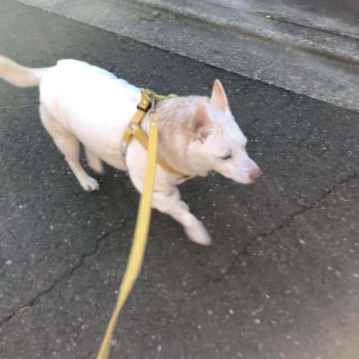パンといっぴきのインスタグラム：「#元保護犬 #雑種犬 #crossbreed #mixdog #キップル14歳　#散歩」