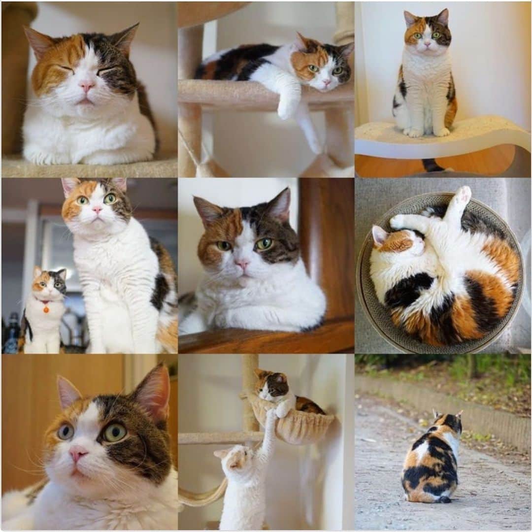 みかんさんのインスタグラム写真 - (みかんInstagram)「. Good morning〜☀️ . 恒例のベストナイン みかん〜😹 9位は、外猫ちゃん。みかんと似てますね💦 . みかんとレモン、今年もたくさん見てくださり、たくさんのいいねをありがとうございました😊 来年もどうぞよろしくお願いします💕 . #柑橘姉弟 #ベストナイン #cat#catstagram」12月31日 8時51分 - aja.ri