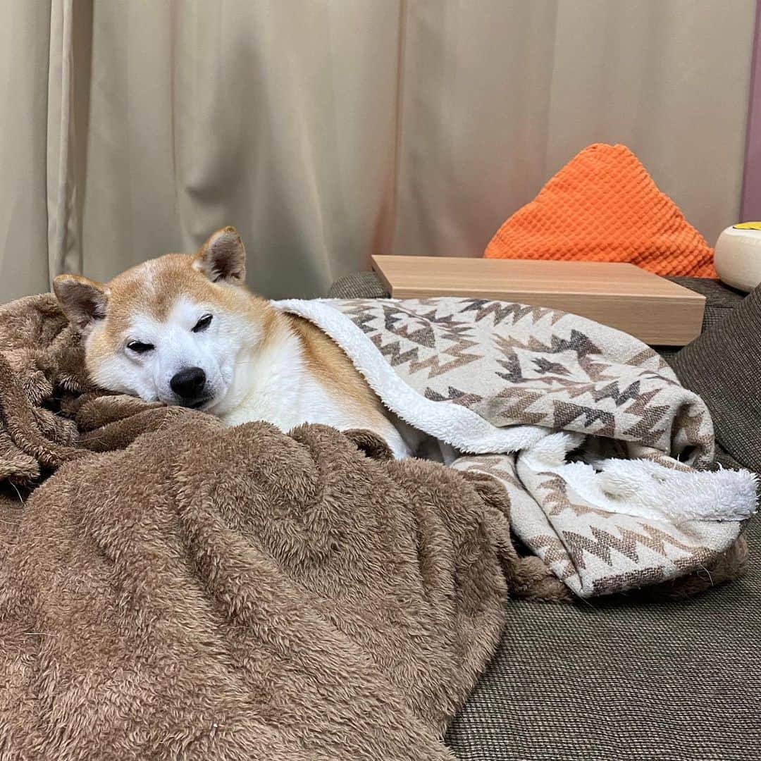 HALFBYのインスタグラム：「年始は寝正月。みなさんよいお年を🎍💤」