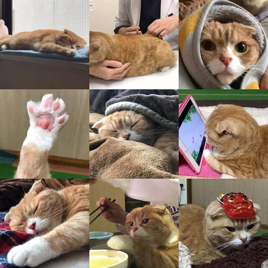 かんちゃんのインスタグラム：「． ． ． 今年も一年🐭　ありがとうございました！ 来年も🐮　よろしくお願いします😸🐾 ． Thank you for this year as well． I look forward to working with you next year ． ． #bestnein2020 #ベストナイン2020 ． ． ． #スコティッシュフォールド #猫  #cat  #cats #ねこ #ネコ #札幌 #sapporo」