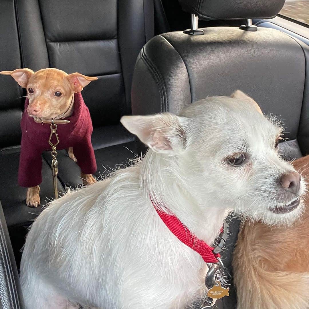 Tuna {breed:chiweenie} さんのインスタグラム写真 - (Tuna {breed:chiweenie} Instagram)「When your auntie @wyliemae_me invites you on the drive to the woods for a walk, but your brother secretly wishes that you would have declined the invitation and isn’t very subtle about it (see next photo). #youcantsitORwalkwithus  Ps: For those of you who don’t know, Fisch is Tuna’s half brother because my husband rescued him last year and our neighbour adopted him :) #tunafisch」12月31日 9時25分 - tunameltsmyheart