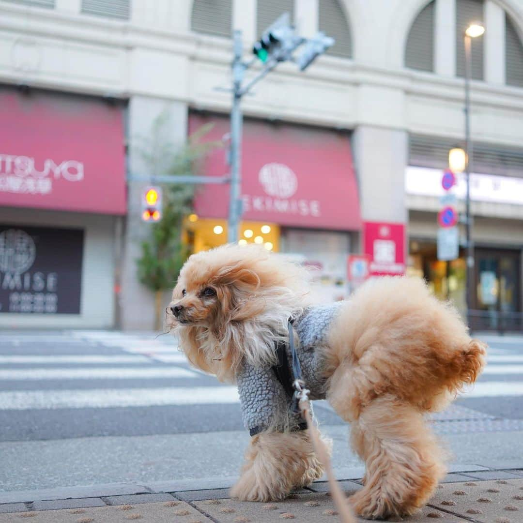 Toypoodle Mikuru?Asakusa Tokyoさんのインスタグラム写真 - (Toypoodle Mikuru?Asakusa TokyoInstagram)「2020 Last up!  2020年。 振り返ってみれば大変な年でした。 コロナという怪物に翻弄され、慣れないテレワーク。緊急事態宣言など、経験したことないことばかりでした💦  そんな中でも、みくるは元気にお散歩して食欲旺盛🥰 ヘルニアの再発もなく、腫瘍転移もなかったので安心して年を越せます☺️  2021年はみくるも14歳💖 益々体調管理に気をつけて行かなければ💦 どうか、穏やかに健やかに過ごせますように。それだけが願いです🙏🏻  今年も沢山のコメント及びいいね頂きありがとうございました🙏🏻 ❷❸枚目は今年のベストナインです☺️  残り少ない2020年を惜しみながら今年最後の投稿とさせていただきます。 2021年は皆様にとって最高のものになりますように‼️  ありがとうございました。  #ばいばい2020 #最後のの更新 #年末のご挨拶」12月31日 9時27分 - purapura299