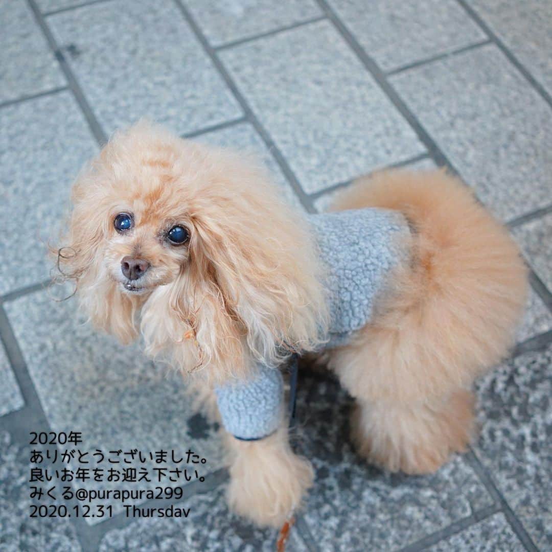Toypoodle Mikuru?Asakusa Tokyoのインスタグラム：「2020 Last up!  2020年。 振り返ってみれば大変な年でした。 コロナという怪物に翻弄され、慣れないテレワーク。緊急事態宣言など、経験したことないことばかりでした💦  そんな中でも、みくるは元気にお散歩して食欲旺盛🥰 ヘルニアの再発もなく、腫瘍転移もなかったので安心して年を越せます☺️  2021年はみくるも14歳💖 益々体調管理に気をつけて行かなければ💦 どうか、穏やかに健やかに過ごせますように。それだけが願いです🙏🏻  今年も沢山のコメント及びいいね頂きありがとうございました🙏🏻 ❷❸枚目は今年のベストナインです☺️  残り少ない2020年を惜しみながら今年最後の投稿とさせていただきます。 2021年は皆様にとって最高のものになりますように‼️  ありがとうございました。  #ばいばい2020 #最後のの更新 #年末のご挨拶」