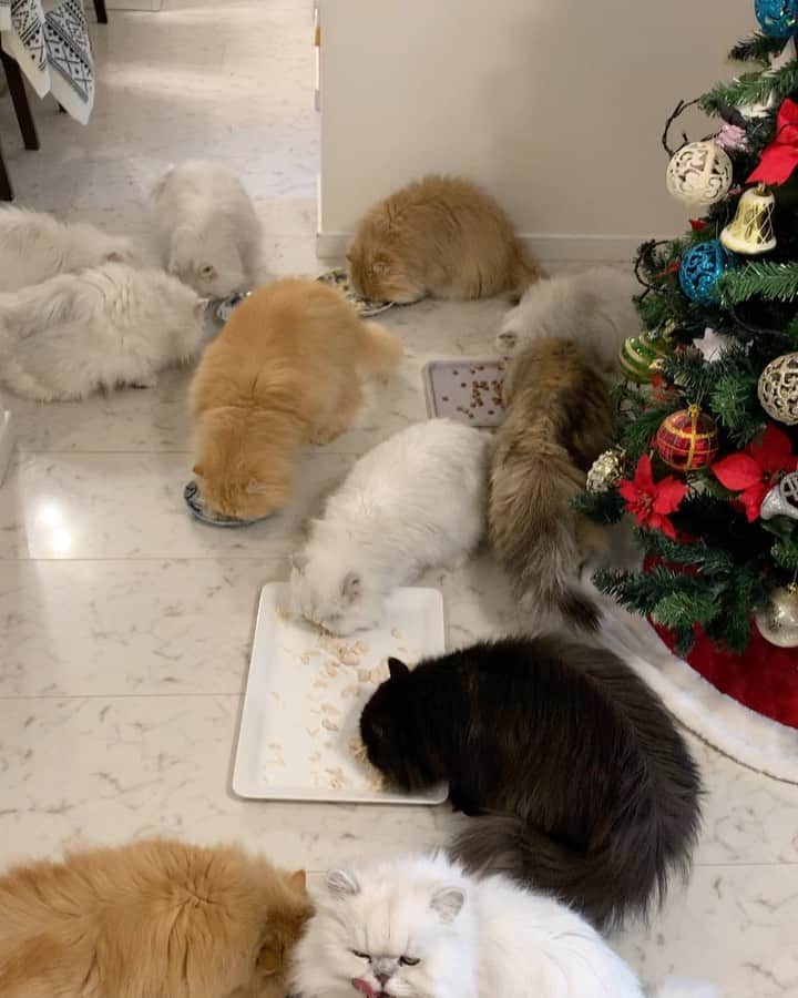 のインスタグラム：「nom nom nom 😋 our 2nd breakfast for today 😁😋 . Happy floofs = happy mommy ❤️😘 #newyearseve #cat #catsofinstagram #weeklyfluff」