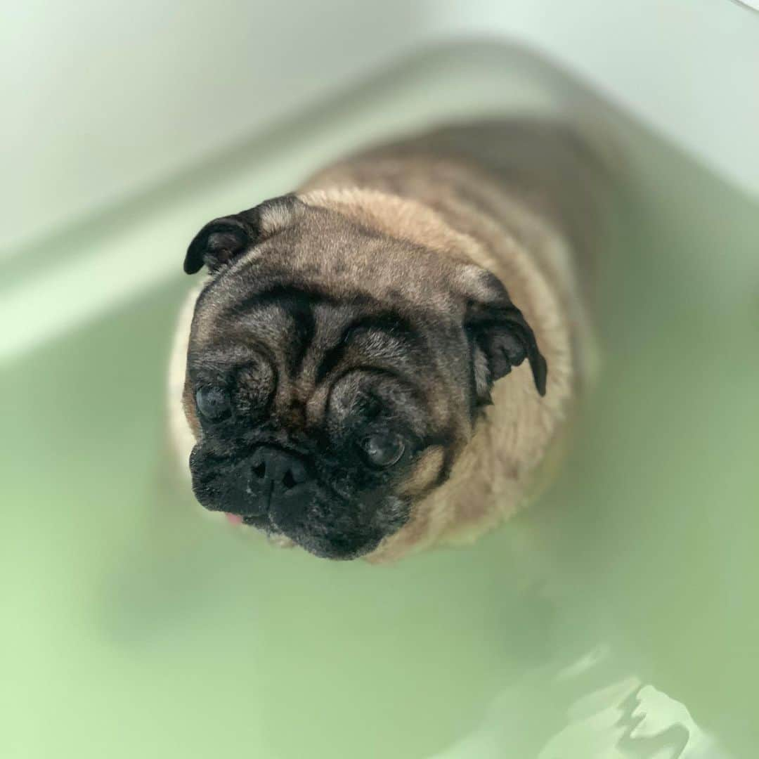 gontaのインスタグラム：「Good morning Thursday. It's time to take a bath in the morning.😊🛀#keelyafternoontea #Gonta2#speakpug #smilingpugs #pugjapn #pug #love #pugsofinstagram #zerozeropug #pugshit #worldofpug」