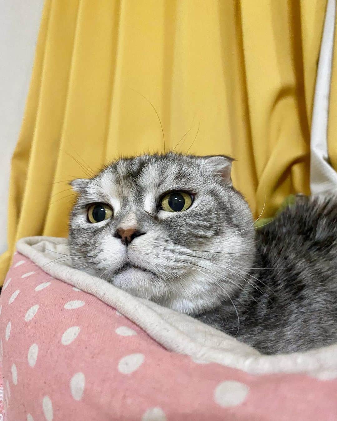 tiaichimaのインスタグラム：「Good morning!! ☀️おはナビムーギー‼︎  年末のいつものTOP5のやつが、ややこしいことになってるねー💦もういいよ!😤  今年も｢いいね｣、コメントありがとうございました。 来年もよろしくお願いします。  みんな、best9はどのアプリ使ってるのー？  #牛柄組鼻まわり汚れ隊 #ムチムチッコ #ナビちん#ムーギー#MuuGieeboy#cat#neko#ねこ#neko#ネコ#スコティッシュフォールド#致命的な魅力#ScottishFold#まんじゅう部」
