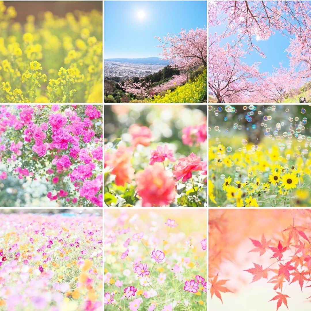 kiccyomuのインスタグラム：「☀️ 2020.12.31 Thu 2020年のトップ9🌸 1枚目は、自分セレクト   各月から想い出を選んでみた😊 2枚目は、イイねの多い順   ほぼ春頃に集中してる 松田山が、どちらにも入ってて良かった🌸 いつも見てくださりありがとうございます🤗  2020年も今日が最後の日 まさか😷こんな日々になるなんて マスク、自粛に在宅勤務、引きこもり… 想像出来なかった😅 2021年も、もうしばらく続くのかな？ 早く、平穏な日々が戻ってきますように❣️ 良いお年をお迎えください😊  今日も元気に🤗  location #日本 📷撮影 2020年」