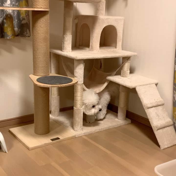 ハナマサのインスタグラム：「じゅりにひっかかれるに５万ペリカ賭ける🥰  #キャットタワーに挑戦中　#猫にキレられる5秒前」