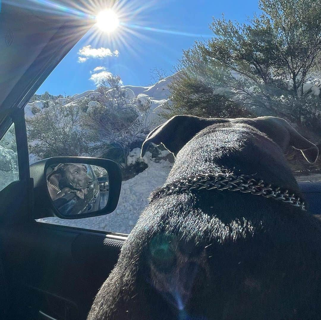 ビリー・アイリッシュさんのインスタグラム写真 - (ビリー・アイリッシュInstagram)「my little pittie shark & his first time in the snow🤍🤍🤍☺️」12月31日 10時11分 - billieeilish