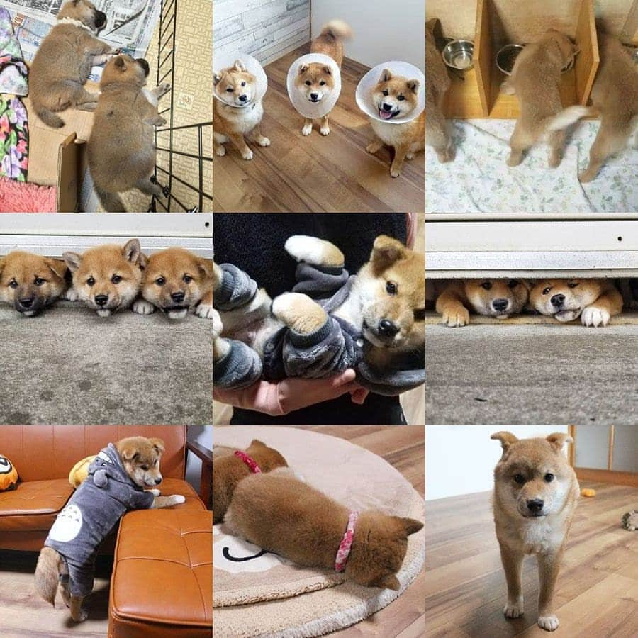 柴犬たま Shibainu Tamaさんのインスタグラム写真 - (柴犬たま Shibainu TamaInstagram)「2020年最後の投稿‼  今年もたくさんのいいね＆コメント＆ご覧頂き 誠にありがとうございました🙇✨  Caption trans🇬🇧 Thanks for your likes and comments.  Thanks for seeing this page🙇✨   #柴犬たま #たママ #たまーば #たま家族 #柴犬トラ #柴犬ミケ #ミケママ #柴犬コイ #柴犬トロ #柴犬ウニ #おしゅし兄弟 #2020bestnine #bestnine2020 #bestnine #柴犬 #shiba #shibainu #shibastagram #犬 #dog #多頭飼い」12月31日 10時17分 - tama7653