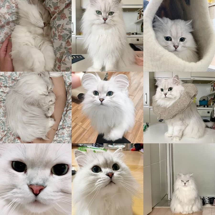 후추네큰언니のインスタグラム：「#2020bestnine  어떻게 지나갔는지도 모르는 올 한 해도 후추를 사랑해주셔서 감사했습니다.  내년에는 더 건강한 한 해 되길...   어째 인스타는 점점 퇴화(?)해 가고 본래의 목적을 상실 한 거 같지만 인스타에서 만난 소중한 인연들 계속 이어 나가고 싶으니까요 내년에도 잘 부탁드립니다 🙇🏻‍♀️ 오늘 하루 한 해 마무리 잘 하시길!  우리 모두 잘 살아 남았다 !!   #후추  #고양이  #냥스타그램 #캣스타그램  #Hoochu #Hoochuthecat #cat #cats #catstagram #catsofinstagram #topcatphoto #bestmeow #ilovecat #cute #fluffy #petstagram #instacats」