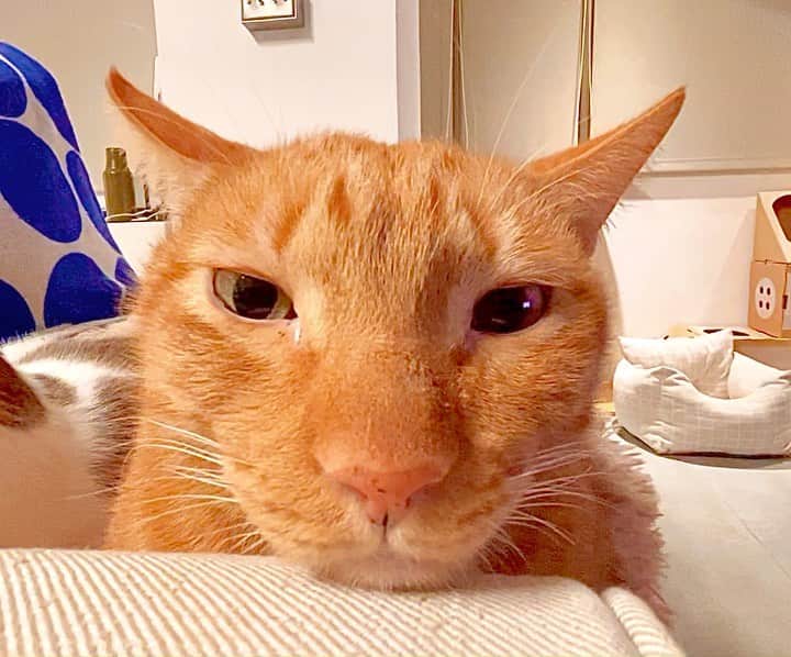 Katetsaiのインスタグラム：「在冬季開貓鍋的兩位 We need the cat hot pot in cold weather.  #多元成家 #管他什麼情敵冷死了 #吉美怎麼沒跟你們擠一起 #愛情裡容不下第三者  #cat #neko #ネコ #ねこ #猫  #Machifansclub #麻吉Machi #Michaelfansclub #麥摳Michael #catsofinstagram #katetsaivideo」
