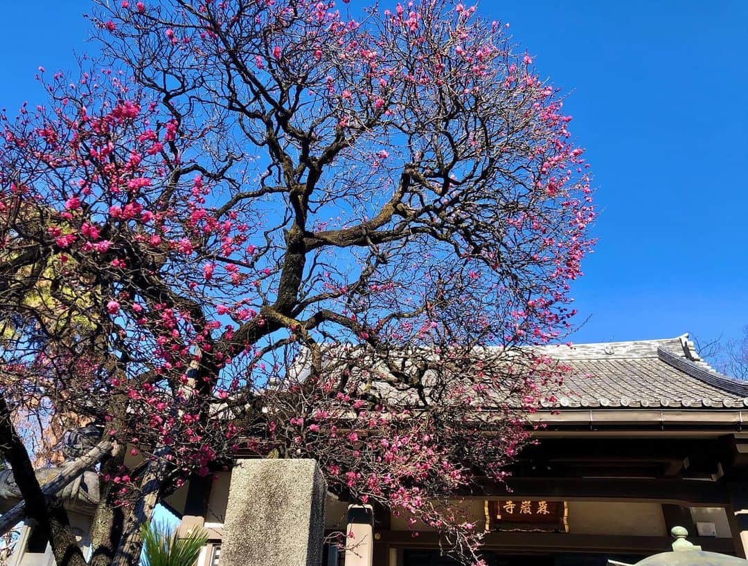 清水直行さんのインスタグラム写真 - (清水直行Instagram)「今年も1年ありがとうございました。 皆様、良いお年をお迎えください。 天気が良く、もう梅が咲いてますね♪」12月31日 16時03分 - naoyuki_shimizu_