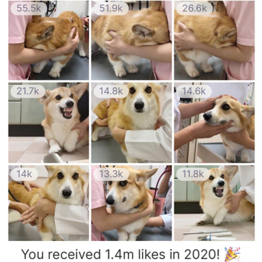 のインスタグラム：「◡̈⋆2020.12.31.Thu.◡̈⋆ Good luck with everything you do next year. * 今年もあろまを 可愛がってくださり ありがとうございました * いいねも たくさんたくさん ✻*✽ありがと!!✽*✻ * 皆さまも 良い新年をお迎えください 💙💚💛💜❤💗💖💙💚💙 * * * *  #corgi #corgisofinstagram #corgistagram #corgination #woof #dog #doggy #instadog #dailyfluff  #weeklyfluff #dogoftheday #myfavcorgi #petstagram #cute #funnydog #goodboy #doggo #fluffy #cutedog #puppy #9gag #dogstagram #adorable #doglover #2020bestnine  #best9  #2020memes  #ベストナイン2020 #コーギー」