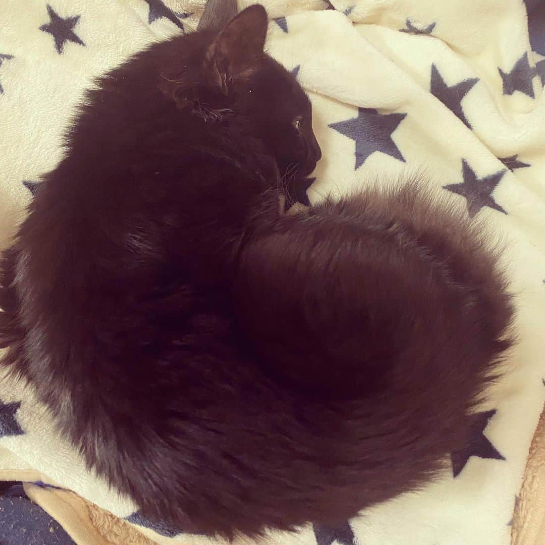 OKP-STARさんのインスタグラム写真 - (OKP-STARInstagram)「🐕♂🐈‍⬛♀ てんの家で寝るのんちゃんと のんちゃんの布団で寝るてん。  #ミニチュアダックス #黒猫」12月31日 11時16分 - okp_bassman