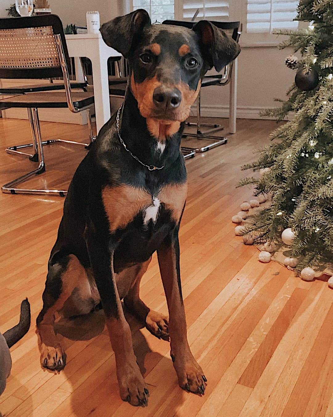 のインスタグラム：「I put a necklace on Riggs 🥲」