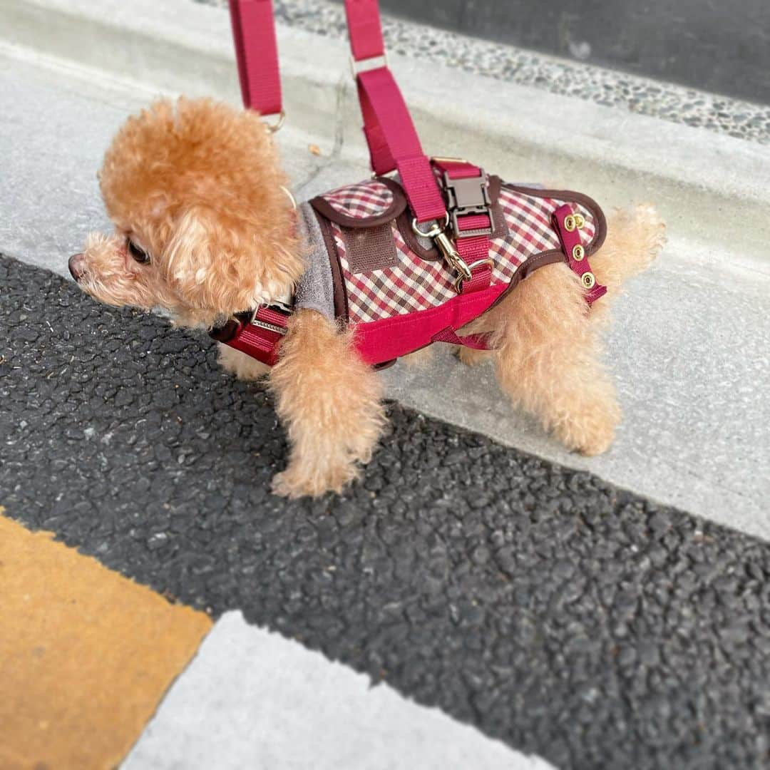 ふわさんのインスタグラム写真 - (ふわInstagram)「ふわを応援していただきありがとうございます!皆さまからいっぱいいっぱいパワーをいただき今はこんな感じでお散歩にまで行けるようになりました‼︎ふわと一緒に年越しを迎えられ感謝です。 皆さま 良いお年をお迎えください☺︎ 皆さまが笑顔で過ごせますよーに…  #toypoodle#toypoodlegram#dogsofinstagram#instadog#doglover#doglife#dog#fuwamama#ふわもこのふわ#トイプードル#ふわもこ部#犬バカ部#親バカ部#犬のいる暮らし#いぬすたぐらむ#ありがとうございました」12月31日 11時10分 - huwayama