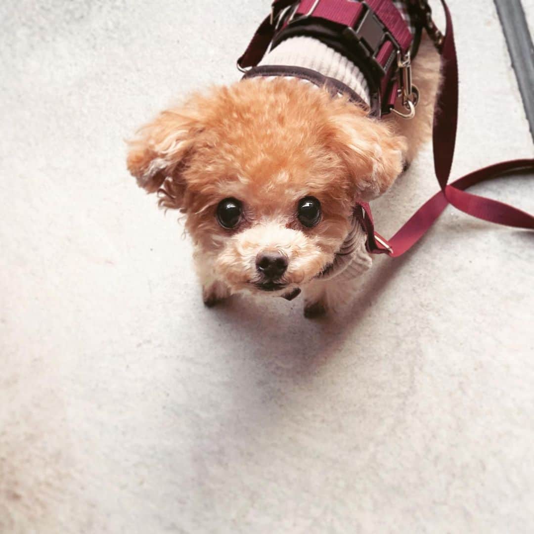 ふわのインスタグラム：「ふわを応援していただきありがとうございます!皆さまからいっぱいいっぱいパワーをいただき今はこんな感じでお散歩にまで行けるようになりました‼︎ふわと一緒に年越しを迎えられ感謝です。 皆さま 良いお年をお迎えください☺︎ 皆さまが笑顔で過ごせますよーに…  #toypoodle#toypoodlegram#dogsofinstagram#instadog#doglover#doglife#dog#fuwamama#ふわもこのふわ#トイプードル#ふわもこ部#犬バカ部#親バカ部#犬のいる暮らし#いぬすたぐらむ#ありがとうございました」