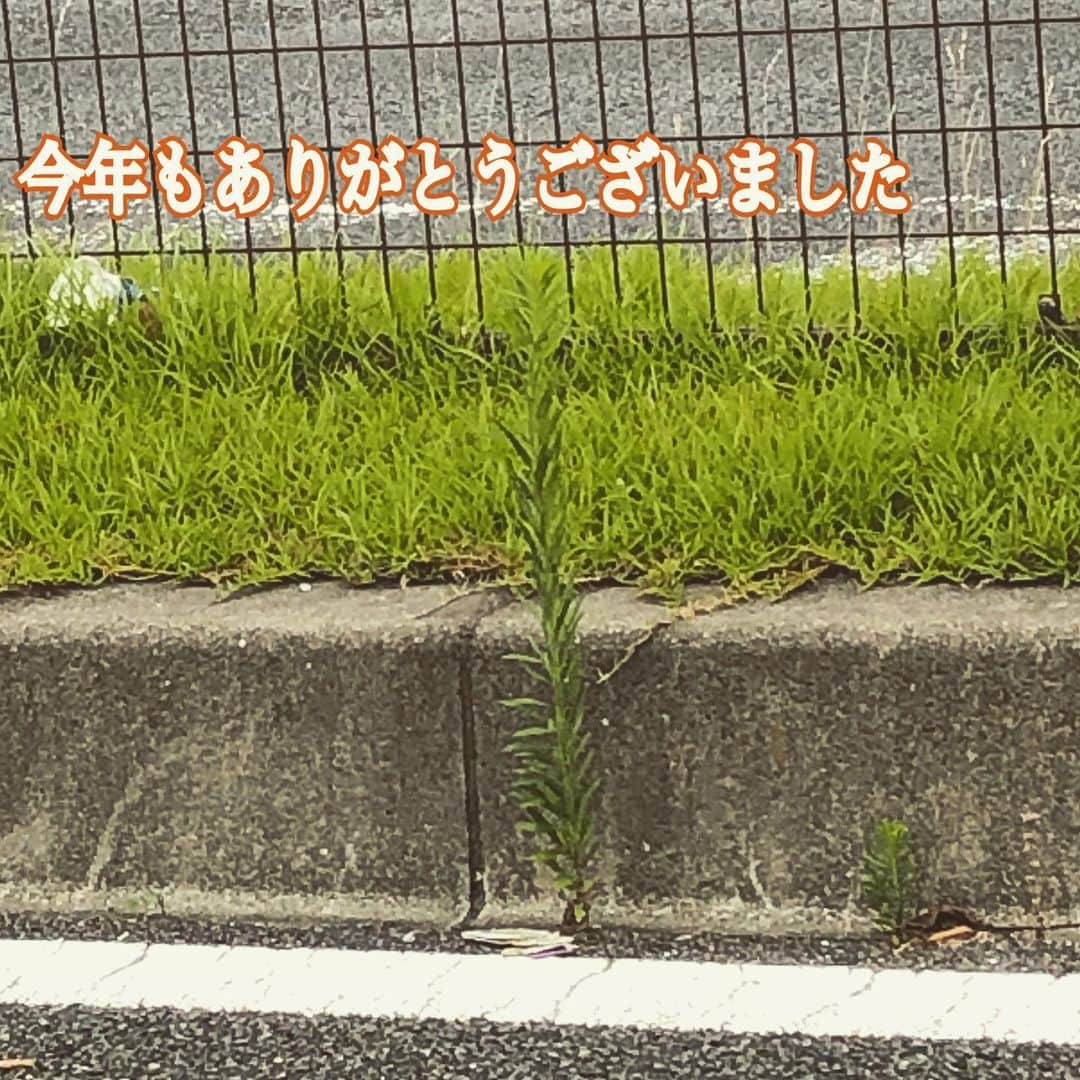HI-Dのインスタグラム：「どんなに硬いコンクリートでも隙間から芽を出し陽を浴び背を伸ばす植物のように、困難にも負けずにしっかり根を張り自分の夢を伸ばしていく2021年にします。 2020年、今年も皆さまありがとうございました。 色々とお知らせしたい事や書きたい事ありますが、それは年が明けてからとさせていただきます。 では皆さま、良いお年を。」