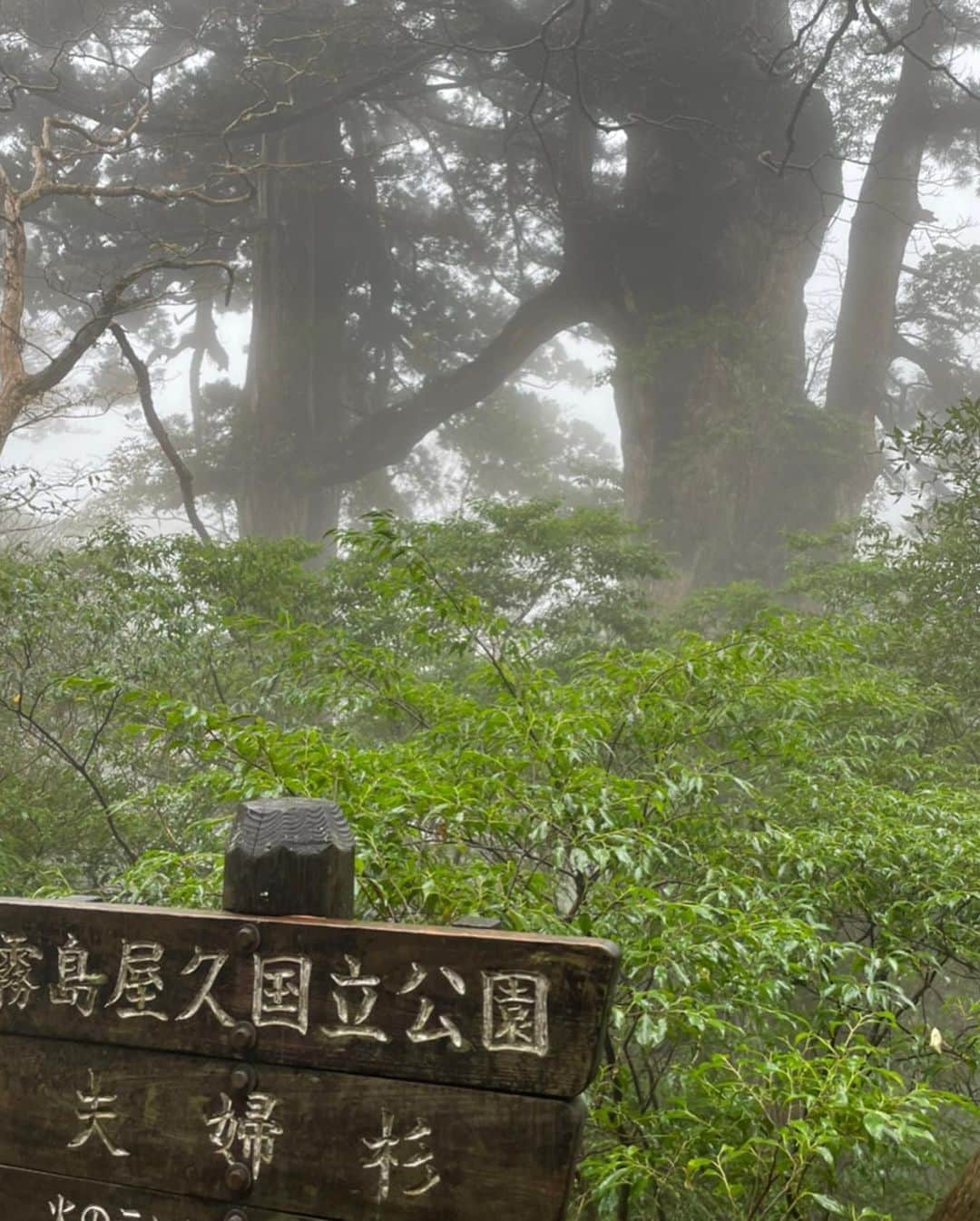 壱城あずささんのインスタグラム写真 - (壱城あずさInstagram)「.﻿ 少し前に屋久島へ行ってきたので2020年が終わる前に投稿しよう⛰﻿ ﻿ 世界遺産・屋久島の魅力といえば、「縄文杉」と、映画『もののけ姫』の世界観として有名な「白谷雲水峡」です。﻿ この両方を回るのはかなりハードなトレッキングのため、山小屋に泊まって2日かけて行くのを推奨されているところ朝3時に起きて13時間（本来は16時間はかかります）かけて一気に回りました💦﻿ ﻿ 【縄文杉コース】﻿ 樹齢2000年～7200年と言われている縄文杉。﻿ 数々の自然災害を乗り越え何千年もこの深い森の中で1本として生きている姿は堂々と威厳に満ち溢れとても力強く逞しく美しかった。﻿ 必ず雨が降ると言われている縄文杉ツアーですが一度も雨が降らず、しかも雨が降ってないのに美しい霧が現れて幻想的な風景を見ることができました。﻿ ﻿ #鹿児島﻿ #屋久島﻿ #縄文杉 ﻿ #大王杉﻿ #夫婦杉﻿ #ウィルソン株﻿ #永遠に険しい山道﻿ #とにかくガイドさんに﻿ #必死についていった﻿ #壱城あずさ﻿ #しーらん」12月31日 11時13分 - shiiran1012