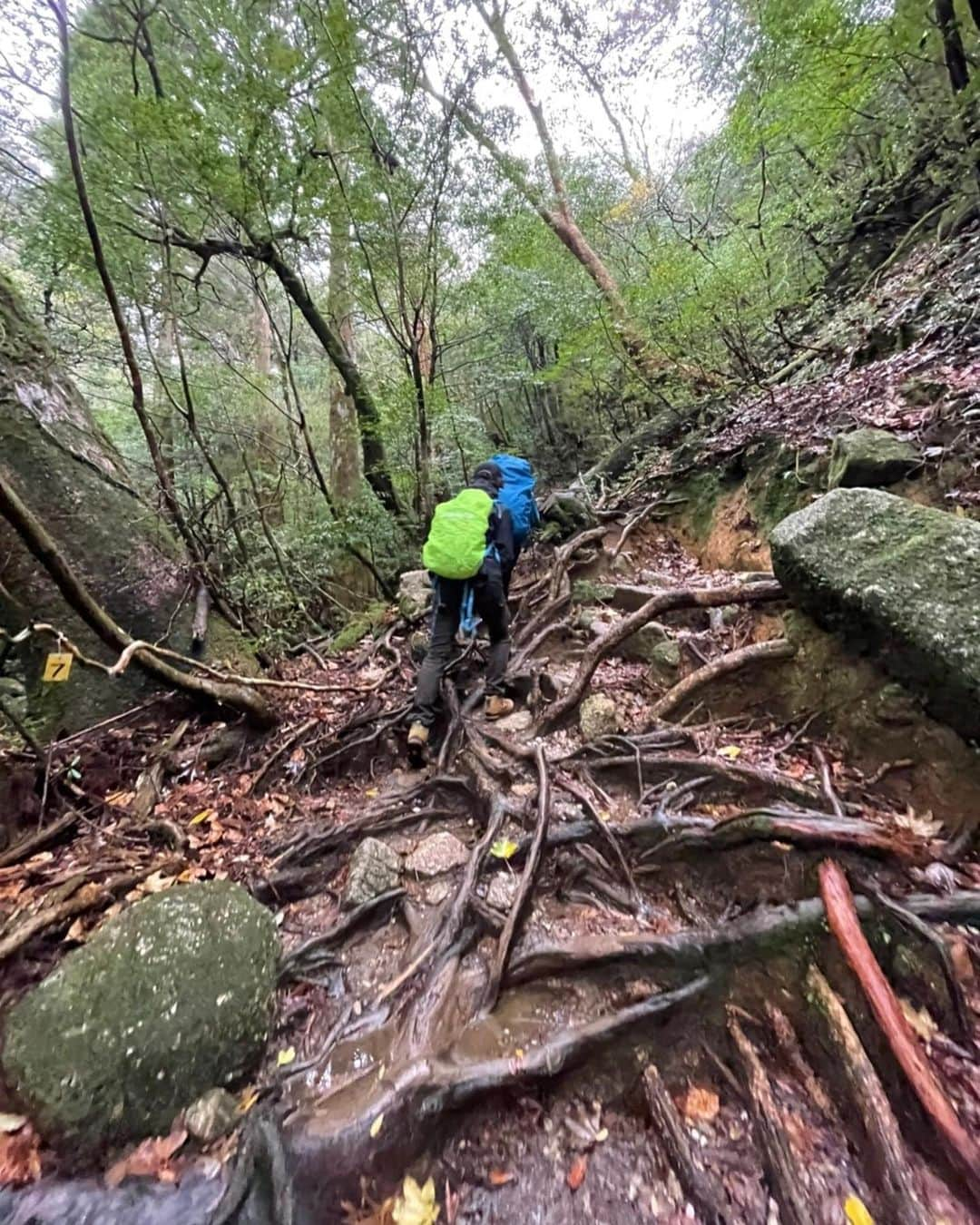 壱城あずささんのインスタグラム写真 - (壱城あずさInstagram)「.﻿ 少し前に屋久島へ行ってきたので2020年が終わる前に投稿しよう⛰﻿ ﻿ 世界遺産・屋久島の魅力といえば、「縄文杉」と、映画『もののけ姫』の世界観として有名な「白谷雲水峡」です。﻿ この両方を回るのはかなりハードなトレッキングのため、山小屋に泊まって2日かけて行くのを推奨されているところ朝3時に起きて13時間（本来は16時間はかかります）かけて一気に回りました💦﻿ ﻿ 【縄文杉コース】﻿ 樹齢2000年～7200年と言われている縄文杉。﻿ 数々の自然災害を乗り越え何千年もこの深い森の中で1本として生きている姿は堂々と威厳に満ち溢れとても力強く逞しく美しかった。﻿ 必ず雨が降ると言われている縄文杉ツアーですが一度も雨が降らず、しかも雨が降ってないのに美しい霧が現れて幻想的な風景を見ることができました。﻿ ﻿ #鹿児島﻿ #屋久島﻿ #縄文杉 ﻿ #大王杉﻿ #夫婦杉﻿ #ウィルソン株﻿ #永遠に険しい山道﻿ #とにかくガイドさんに﻿ #必死についていった﻿ #壱城あずさ﻿ #しーらん」12月31日 11時13分 - shiiran1012