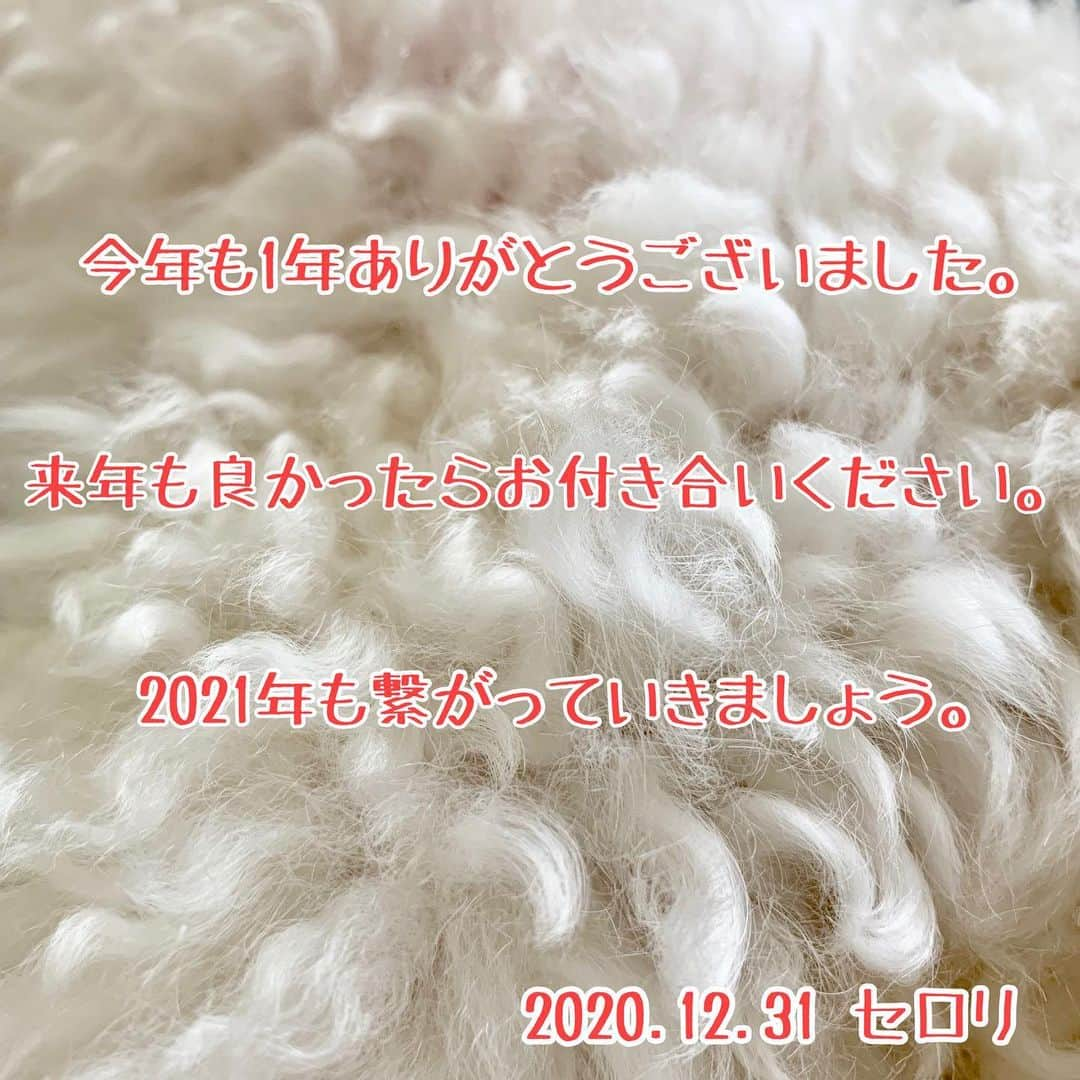 セロリさんのインスタグラム写真 - (セロリInstagram)「【ベストナイン2020】  お気づきだろうか。。。 この中にほぼ同じ写真がランクインしてることを(笑) 僕的には意外なベストナインでした。 さて・・・。 今年も本当にありがとうございました。 悲しいこと、辛いこと、悔しいこと、たくさんあったでしょう。 でもね・・・。 いろんなことを乗り越えていきましょう。 簡単なことじゃないけど。 来年もどうぞよろしくお願いします。 笑顔が溢れる1年になりますように。 皆さま、良いお年を！！！ ※おまけは本当に嬉しかったものです。 奥さんのお母さんにいただいたステーキも見てください(笑) #maltese #マルチーズ #今年もありがとうございました #来年もよろしくお願いします #ベストナイン2020 #bestnine2020 #malteseofinstagram #maltese101 #malteser #malteseofficial #maltesedog #dog #instadog #dogstagram #dogoftheday #doglovers #instapet #adorable #ilovemydog  #ペット #わんこ #ふわもこ部 #犬のいる暮らし #いぬら部  #いぬすたぐらむ #イッヌ」12月31日 11時26分 - celeryrabbit